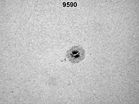 � M. Neuerer; Sonne am 26.08.2001 - Die Aufnahmen sind mit einem 180er TMB Apo (abgeblendet auf 140 mm) gemacht. Als Kamera diente eine Nikon Coolpix 880 Digitalkamera mit 6 mm LV Okular.